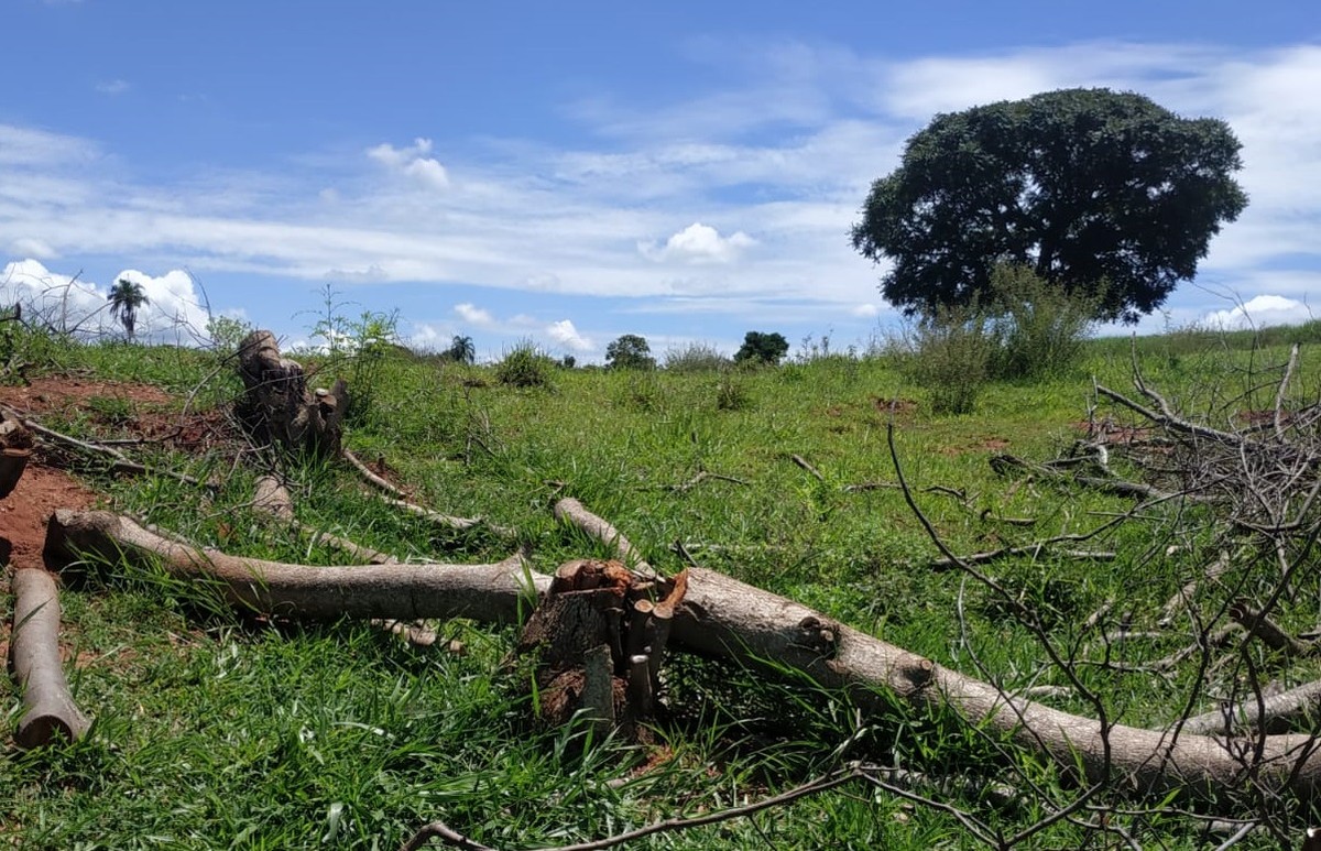 Após cortar 37 árvores nativas em propriedade rural, mulher é multada em R$ 11,1 mil em Paulicéia