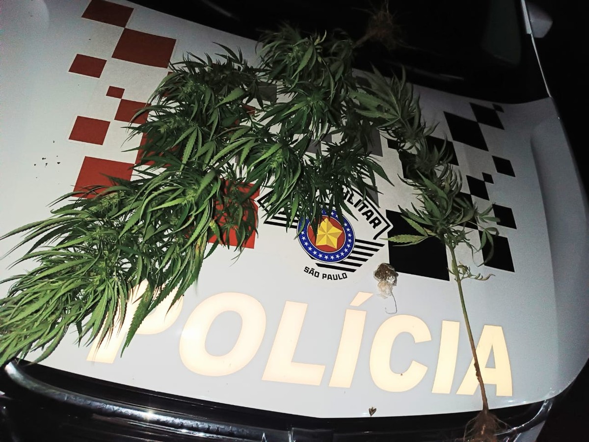 Polícia Militar apreende dois pés de maconha plantados em residência após denúncia de violência doméstica, em Panorama