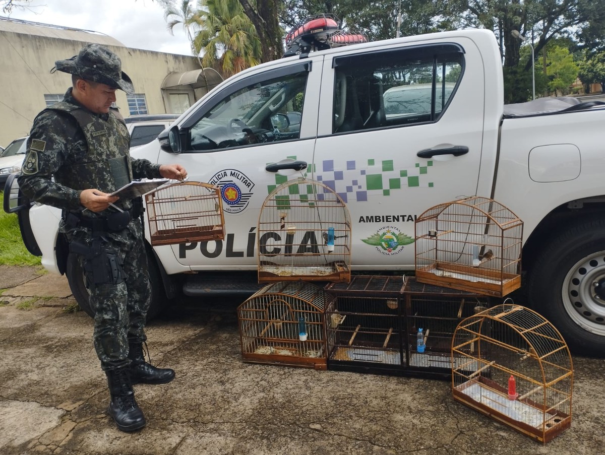 Polícia Ambiental autua mulher em R$ 3 mil por manter em cativeiro aves silvestres sem autorização no distrito de Planalto do Sul