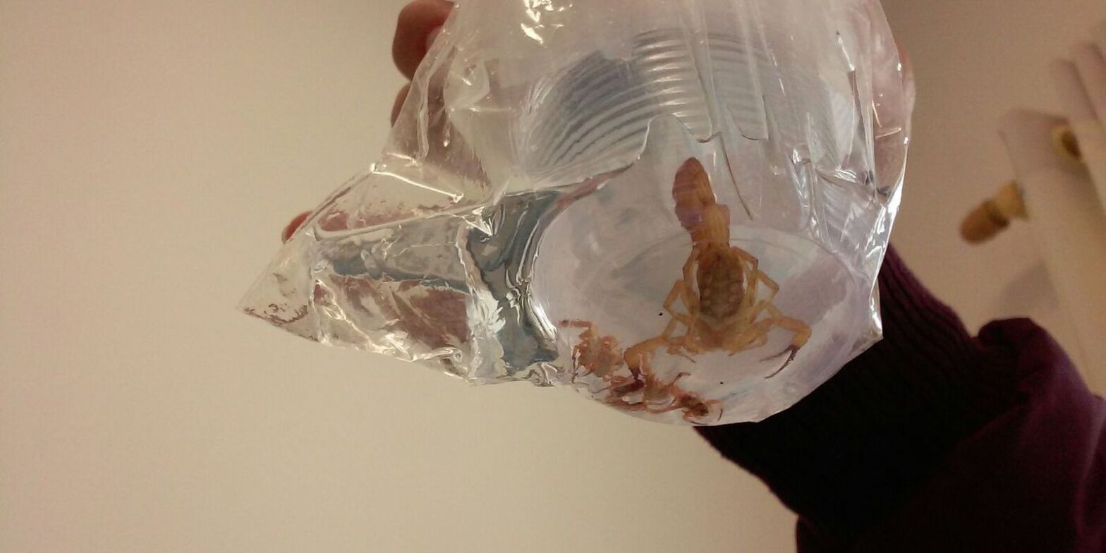 Acidentes com escorpião crescem 22% em São Paulo