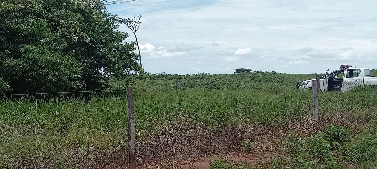 Arrendatário leva multa de R$ 11,8 mil por devastar área de vegetação nativa para o plantio de mandioca em Marabá Paulista