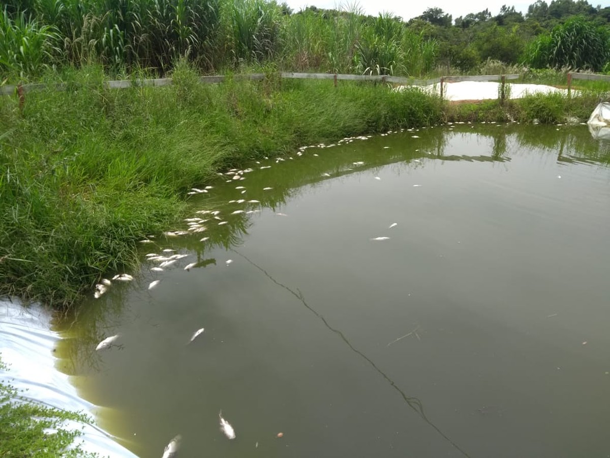 Assentados da reforma agrária enfrentam mortandade de abelhas e peixes após pulverização aérea de agrotóxicos em canaviais