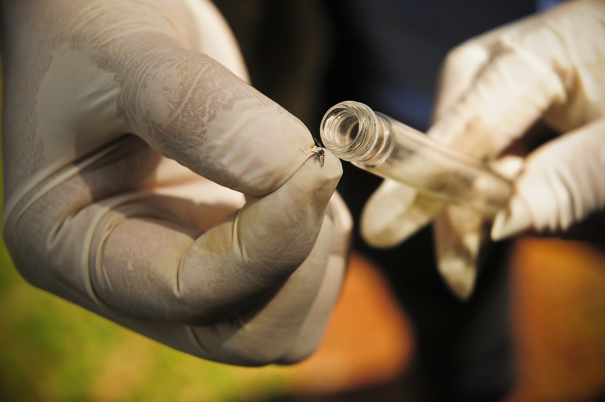 MP abre inquérito civil para apurar situação da dengue em Presidente Prudente e recomenda ações de combate à doença ao Poder Executivo