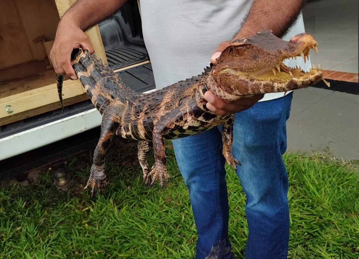 Jacaré é encontrado por banhistas em praia às margens do Rio Paraná, em Presidente Epitácio