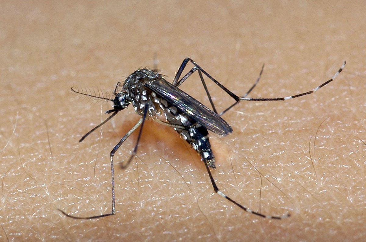 Lucélia confirma morte de dois idosos por dengue nesta sexta-feira; número de casos positivos chega a 96