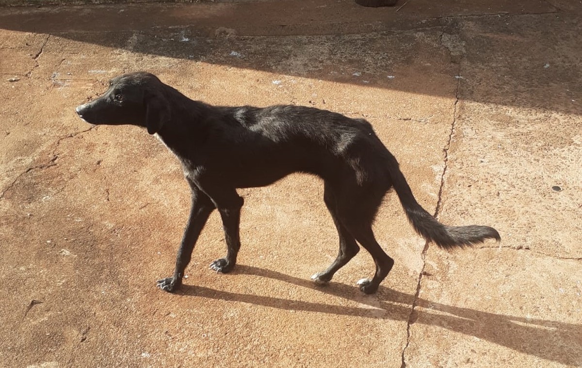 Mulher é multada em R$ 6 mil por maus-tratos a dois cães em Teodoro Sampaio