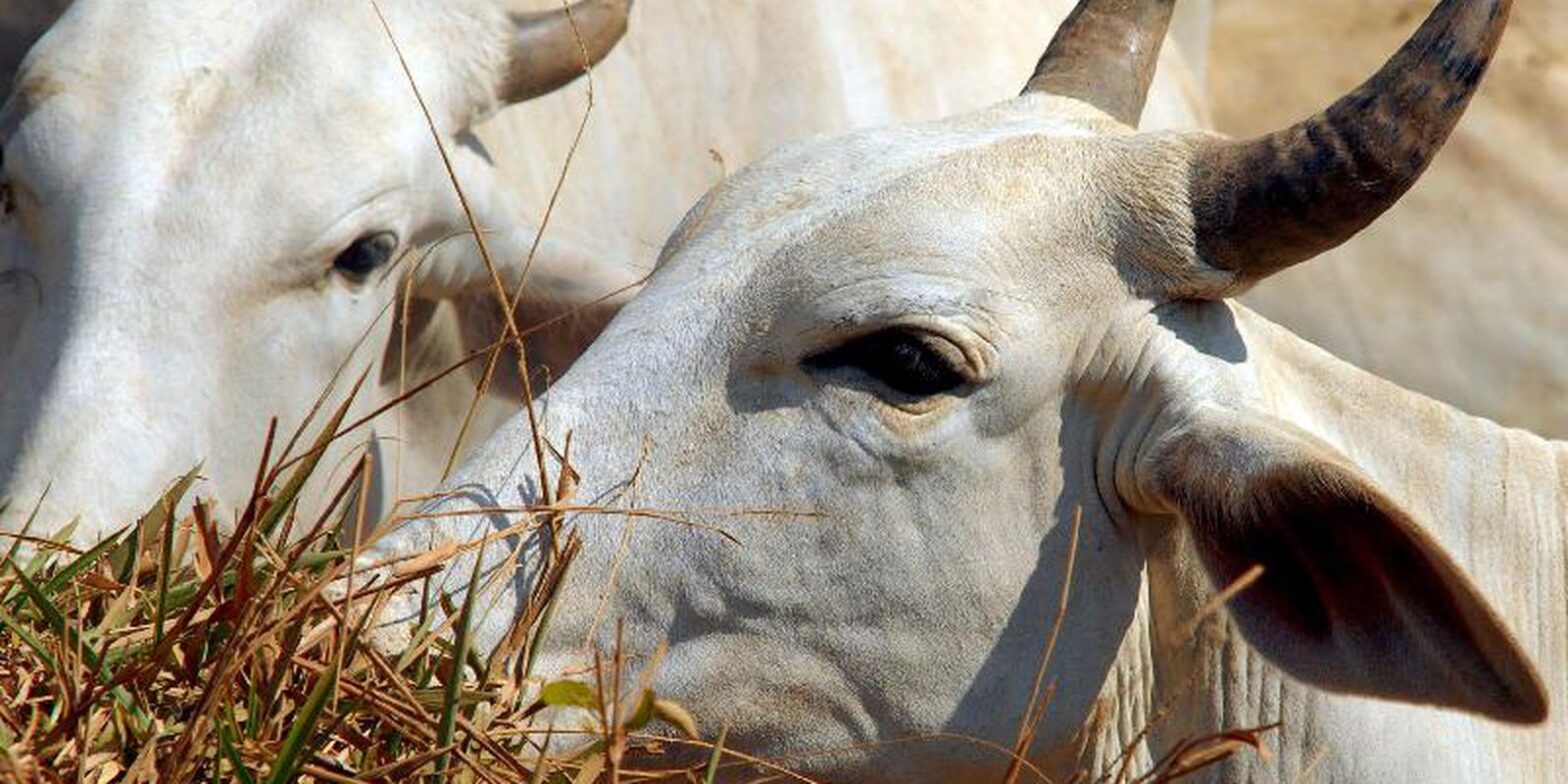 Pará confirma caso de vaca louca no interior do estado