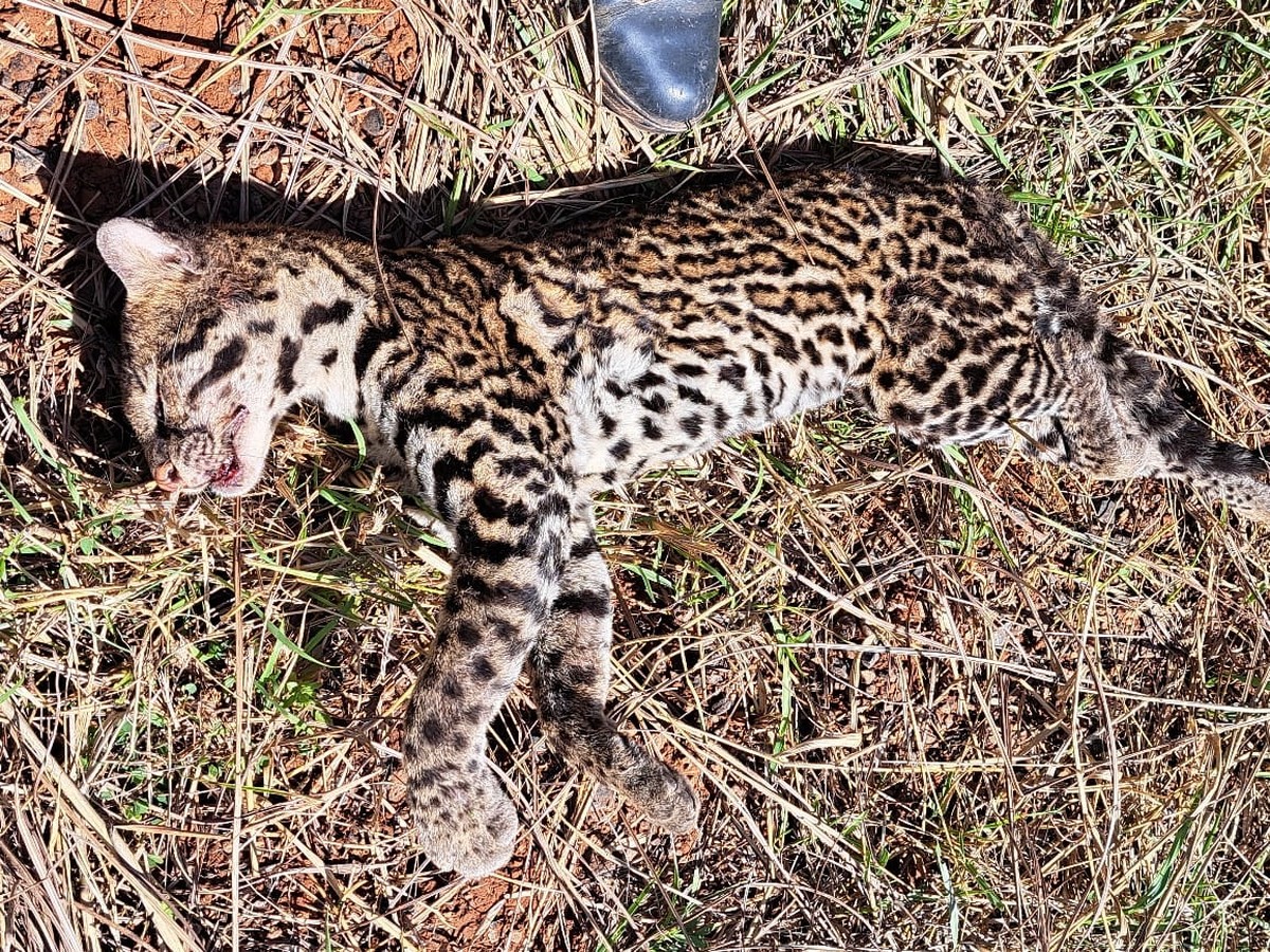 Após atropelamento, jaguatirica jovem morre em estrada vicinal, em Caiabu