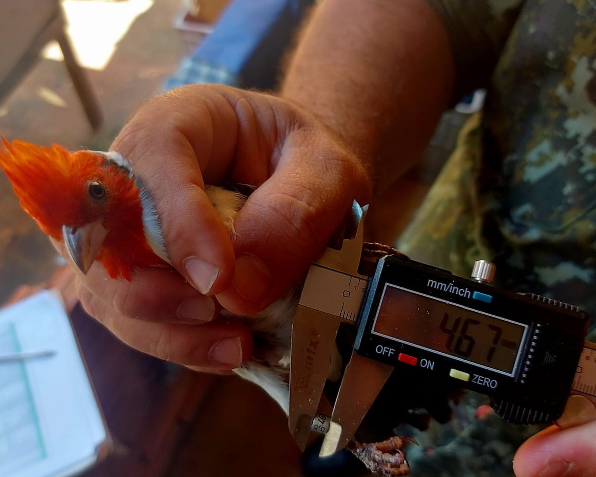 Criador de pássaros é multado em R$ 3 mil por irregularidades em Alfredo Marcondes