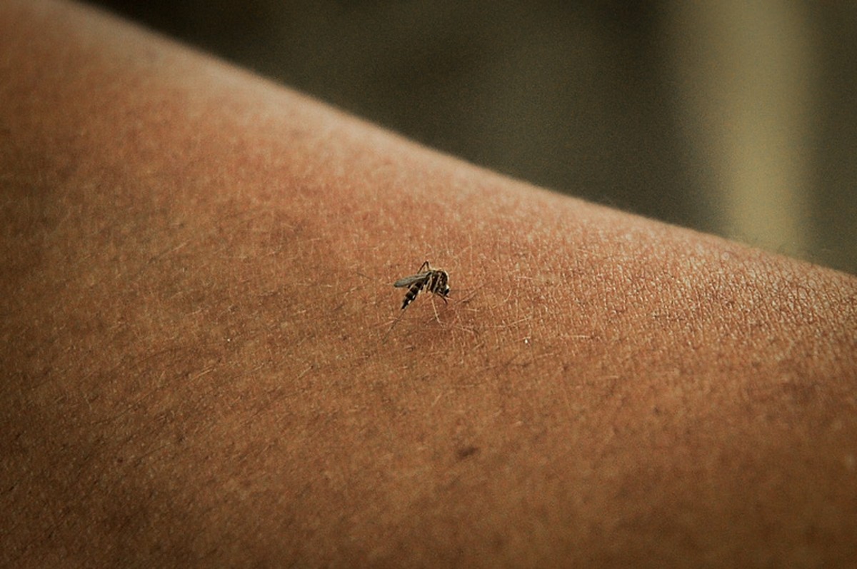 Vigilância Epidemiológica confirma quarta morte por dengue neste ano em Presidente Prudente