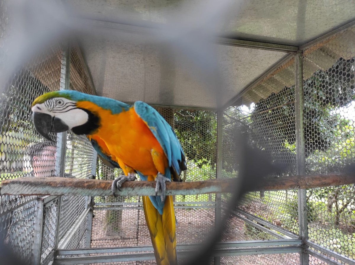 Idoso é multado em R$ 5 mil e responderá criminalmente por manter arara-canindé em cativeiro