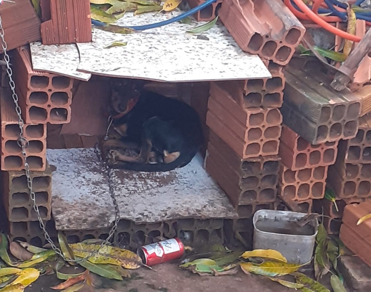 Com abrigo improvisado e água suja, casal é multado em R$ 6 mil por maus-tratos a dois cães em Teodoro Sampaio