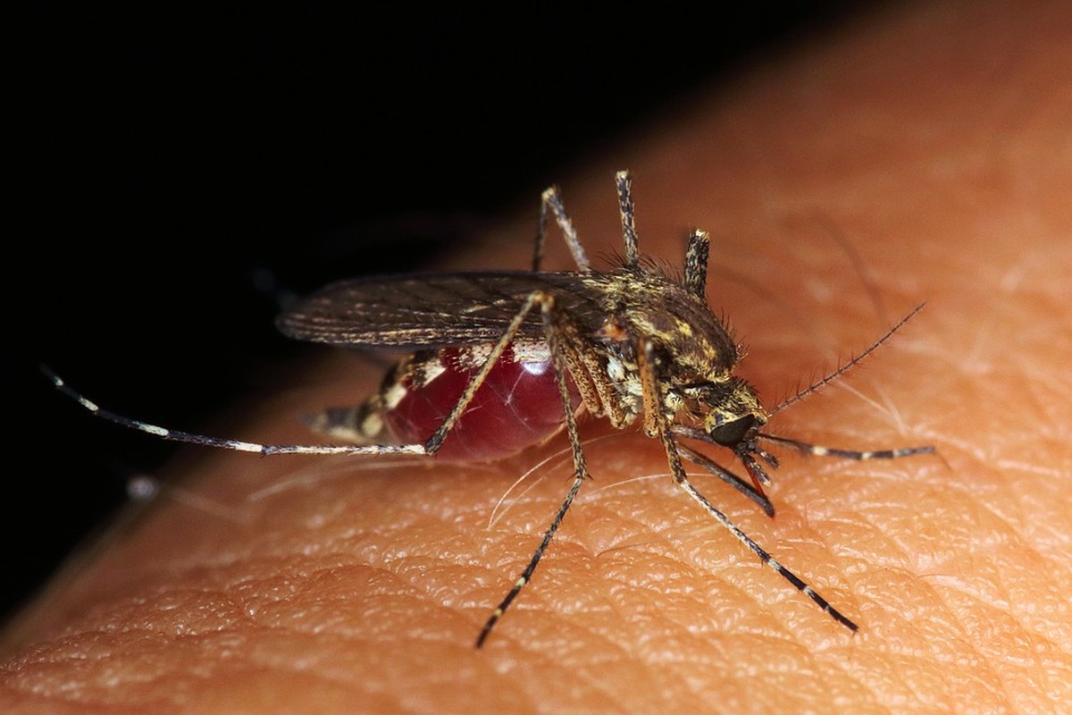 Em menos de três semanas, Osvaldo Cruz confirma terceira morte por dengue; já são mais de 1,5 mil casos positivos na cidade
