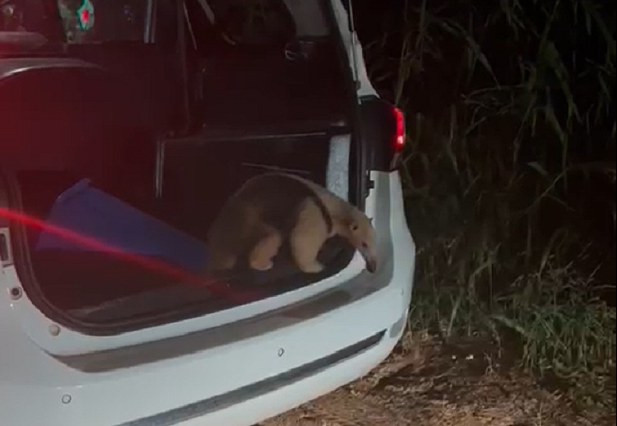 Após ser flagrado andando pela Avenida Rio Branco, tamanduá-mirim é resgatado no Centro, em Adamantina