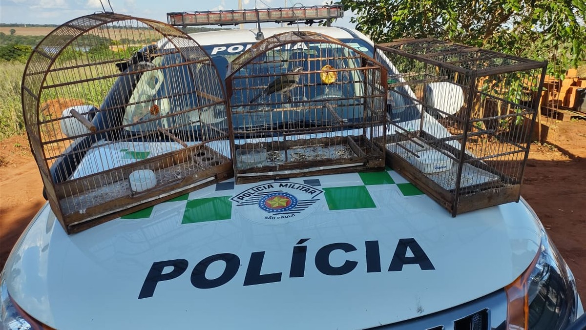 Após denúncia, idoso é multado em R$ 1,5 mil por manter aves silvestres em cativeiro, em Iepê
