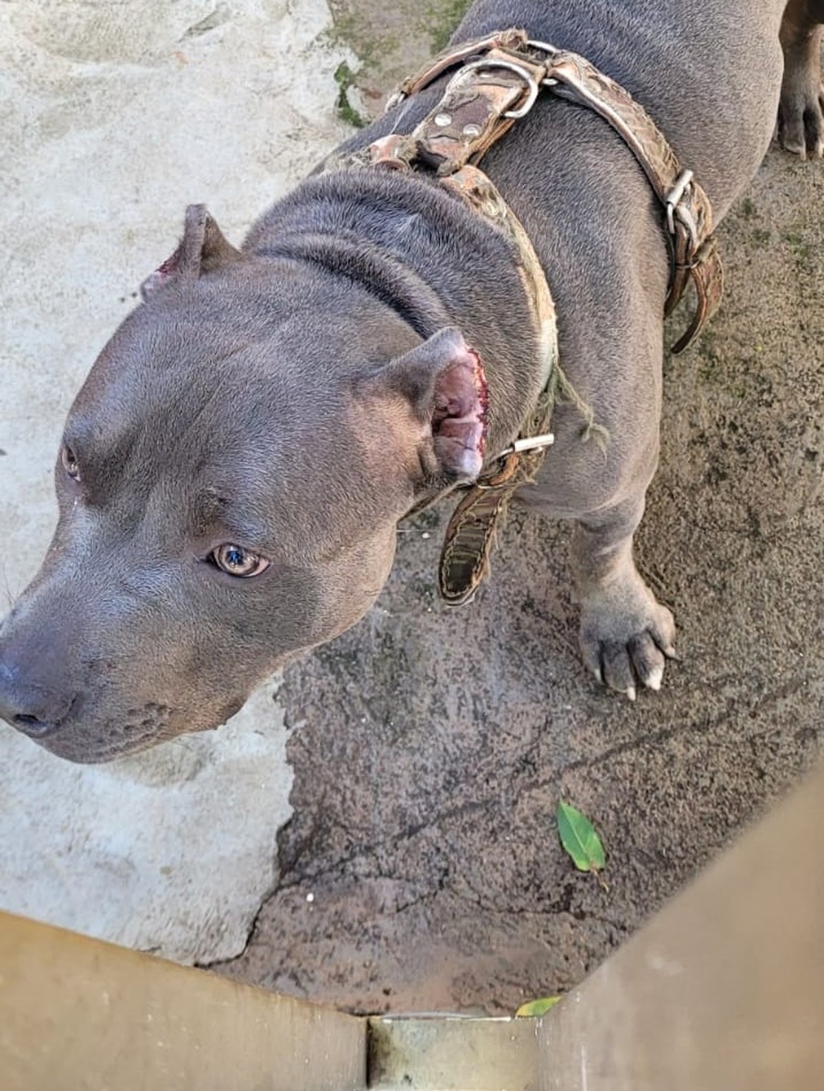 Homem é autuado em R$ 3 mil por mutilar orelhas de cachorro, em Teodoro Sampaio