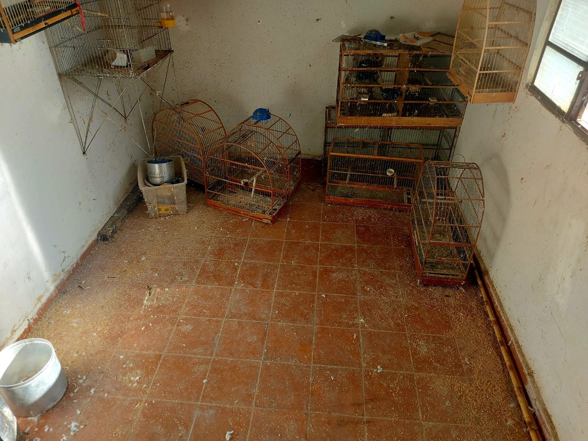 Adolescente é multado em R$ 33 mil por maus-tratos a canários em Presidente Prudente