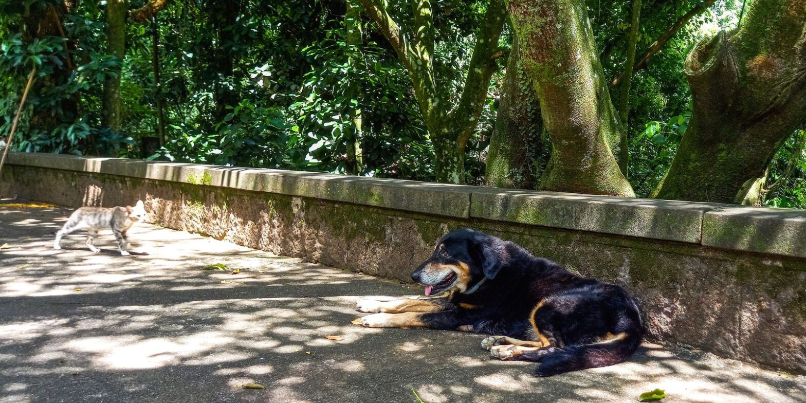 Cães e gatos também são considerados espécies invasoras no Brasil