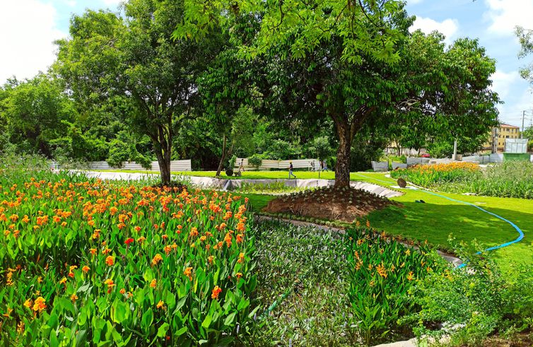 Recife (PE) - Despoluição do riacho do Cavouco, afluente do Rio Capibaribe (PE). Jardins Filtrantes (início de março). Foto: Cahú Aries/CITinova