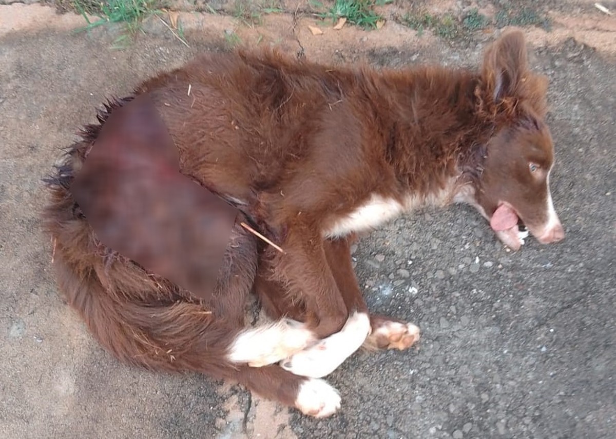 Mulher é multada em R$ 9 mil por maus-tratos e morte de cão da raça border collie, em Teodoro Sampaio