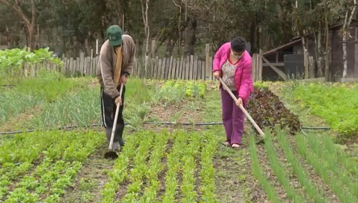 Agricultores de Presidente Prudente e região têm até sexta-feira para se inscrever no Programa Alimenta Brasil