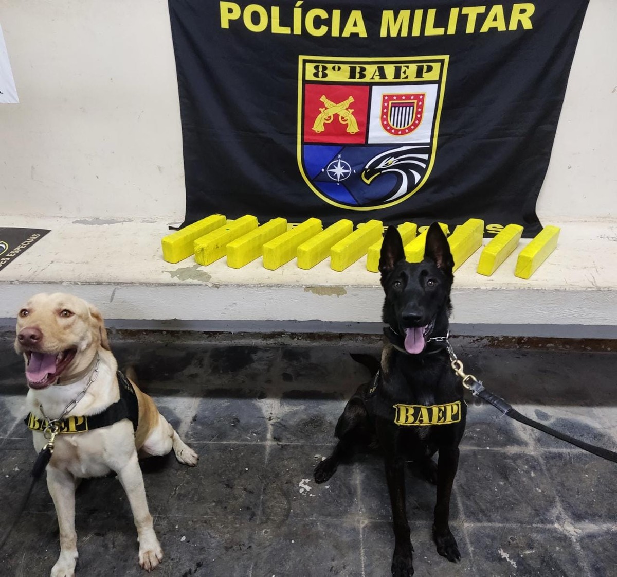 Cães farejadores encontram 8kg de maconha escondidos em mala e passageira acaba presa por tráfico internacional de drogas, em Pirapozinho