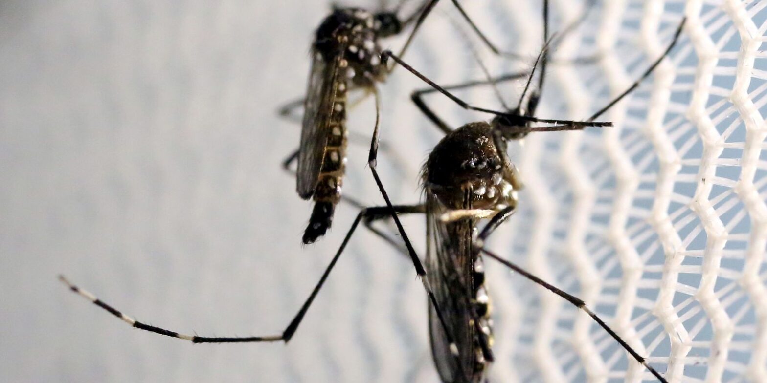 Com nova “fábrica de Aedes aegypti”, Brasil ampliará combate a doenças