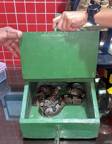 Rio de Janeiro (RJ) -  Píton ball solta no Parque Nacional da Tijuca é encontrada e buscas se encerram. Foto: Divulgação
