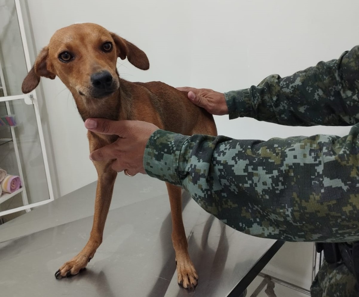 Homem muda de cidade e deixa cadela aos cuidados de ex-esposa, mas acaba multado em R$ 3 mil e ainda responderá por crime de maus-tratos a animal