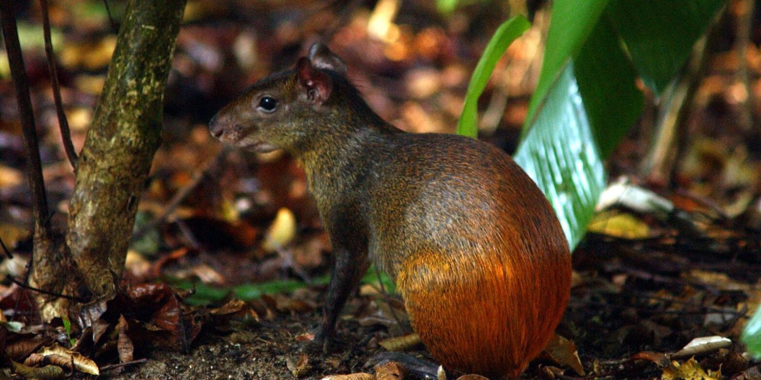 Projeto catalogará toda a diversidade da vida no território brasileiro
