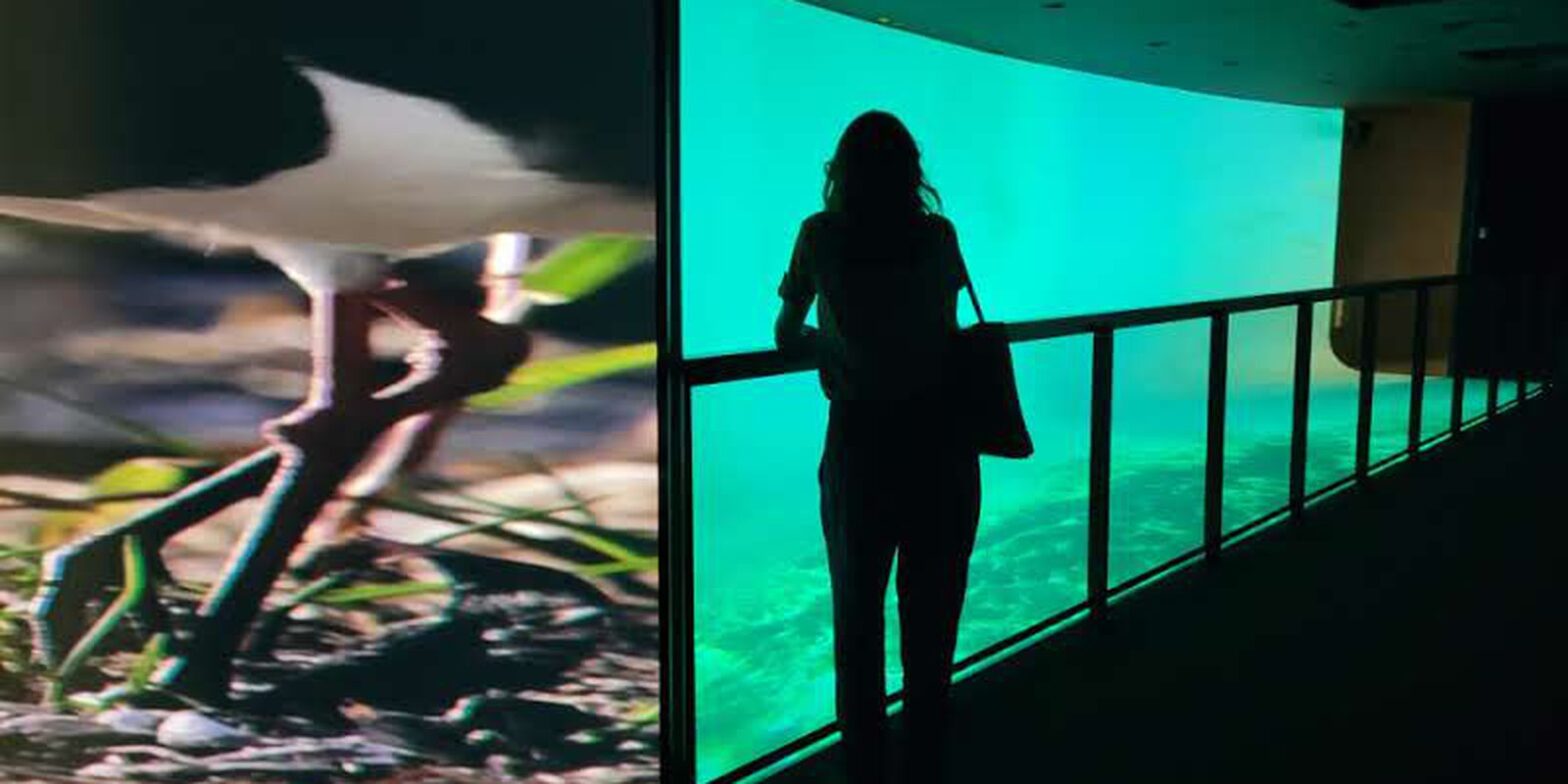 UFRJ abre terça-feira exposição sobre futuros da Baía de Guanabara