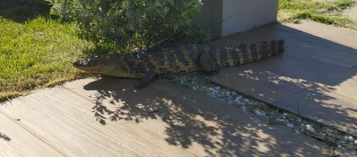 Jacaré-do-papo-amarelo é resgatado em jardim de residência, em Álvares Machado