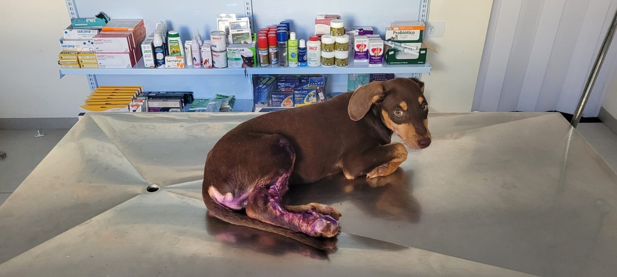 Filhote de cachorro é encontrado em meio ao lixo, debilitado, sem alimentação e água, em Teodoro Sampaio