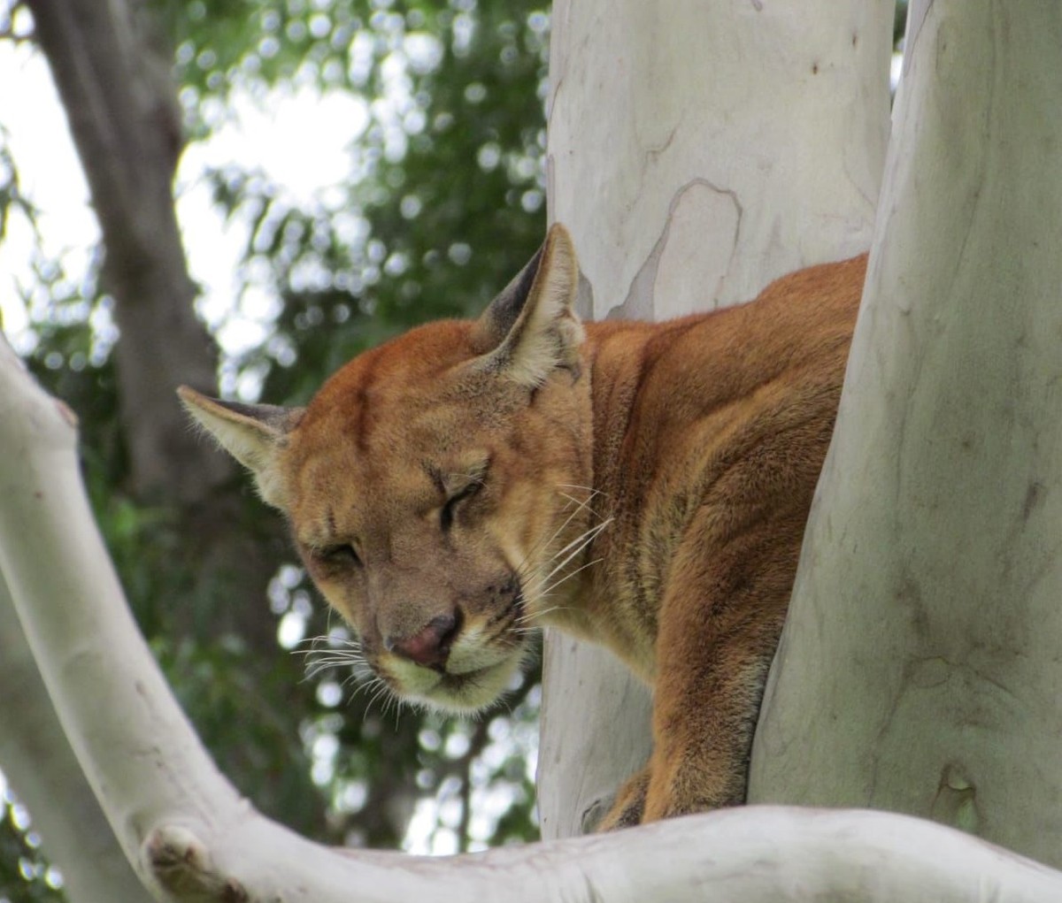 Onça-parda é vista em árvore por moradores de propriedade rural em Tarabai