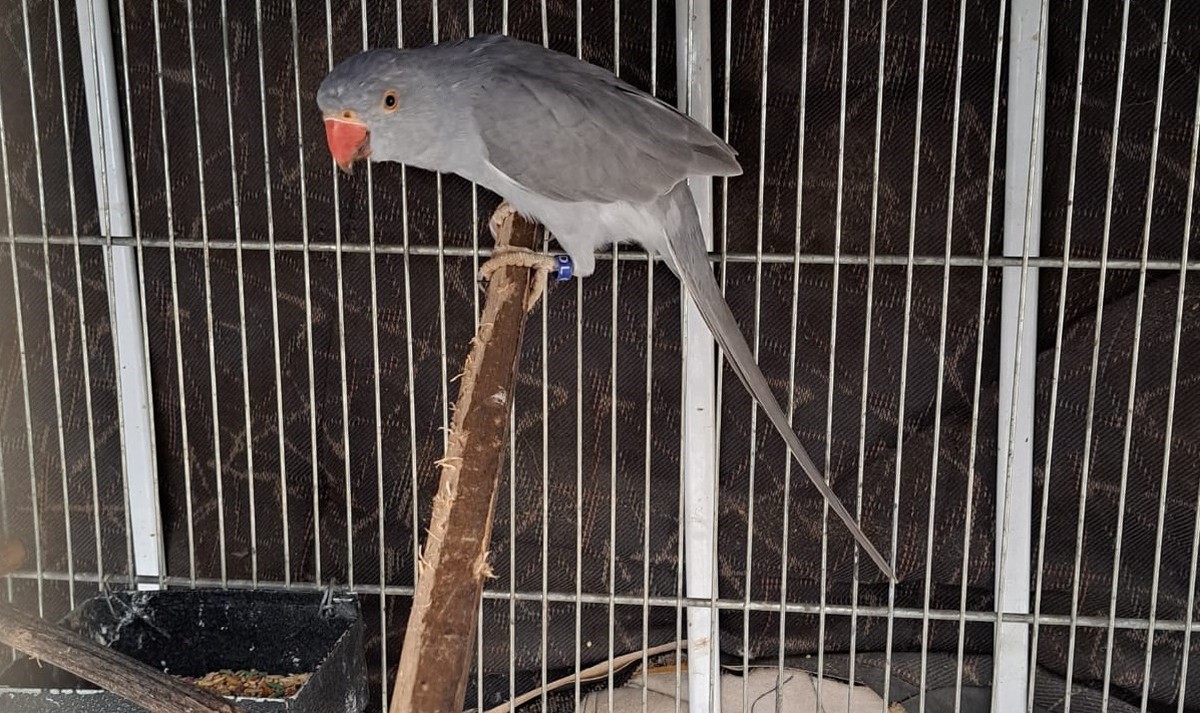 Homem é multado em R$ 2,4 mil por falta de nota fiscal de duas aves, em Álvares Machado