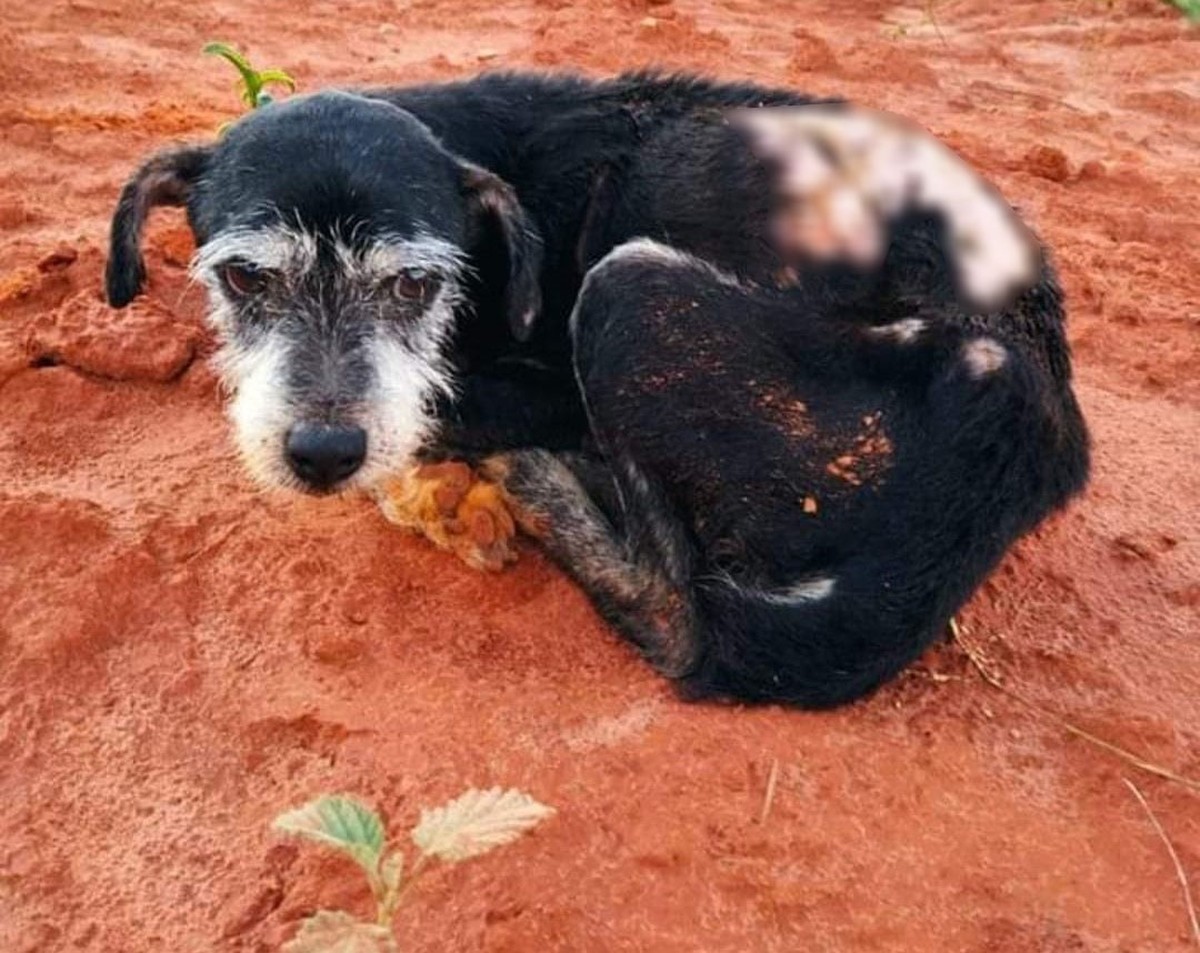 Idoso é multado em R$ 3 mil após abandonar cachorro em estrada rural de Santo Anastácio