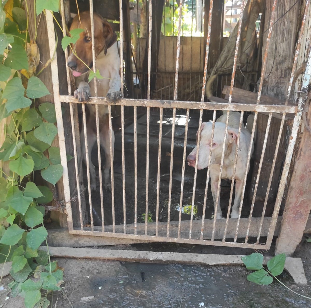 Idoso é multado em R$ 21 mil e preso em flagrante por maus-tratos a sete cachorros, em Lucélia