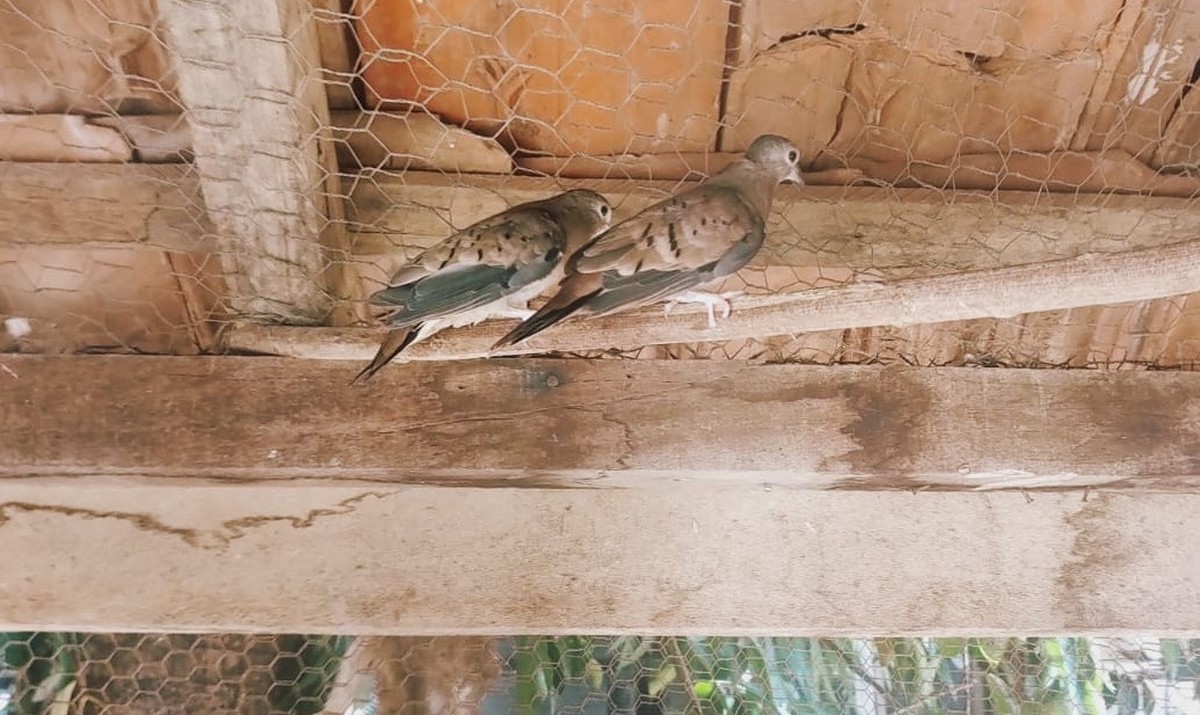 Homem é multado em R$ 3,5 mil por criar rolinhas-caldo-de-feijão como bichos de estimação, em Dracena