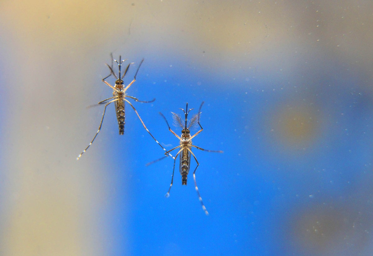 Presidente Prudente confirma 12ª morte por dengue em 2023