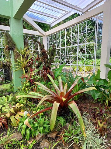 Rio de Janeiro (RJ) - Fechado há nove meses para execução de obras, o Bromeliário do Jardim Botânico do Rio de Janeiro reabre para visitação nesta segunda-feira (17/4). Foram investidos aproximadamente R$ 179 mil na recuperação do telhado, entre outras intervenções. A reabertura acontece numa data comemorativa especial para o JBRJ: o Dia Nacional da Botânica!
Foto: Divulgação