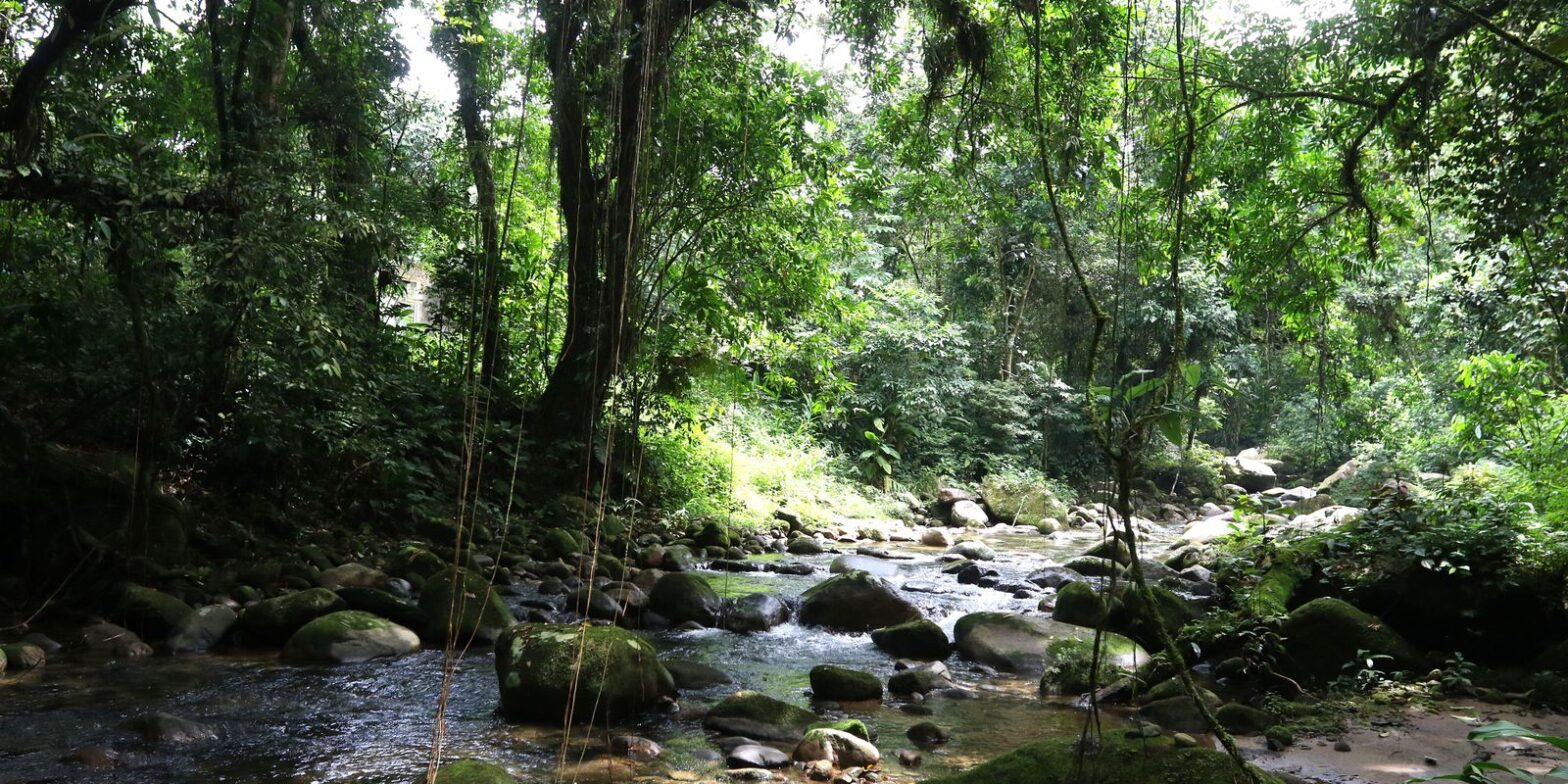 Projetos privados mantêm reservas ecológicas na Mata Atlântica