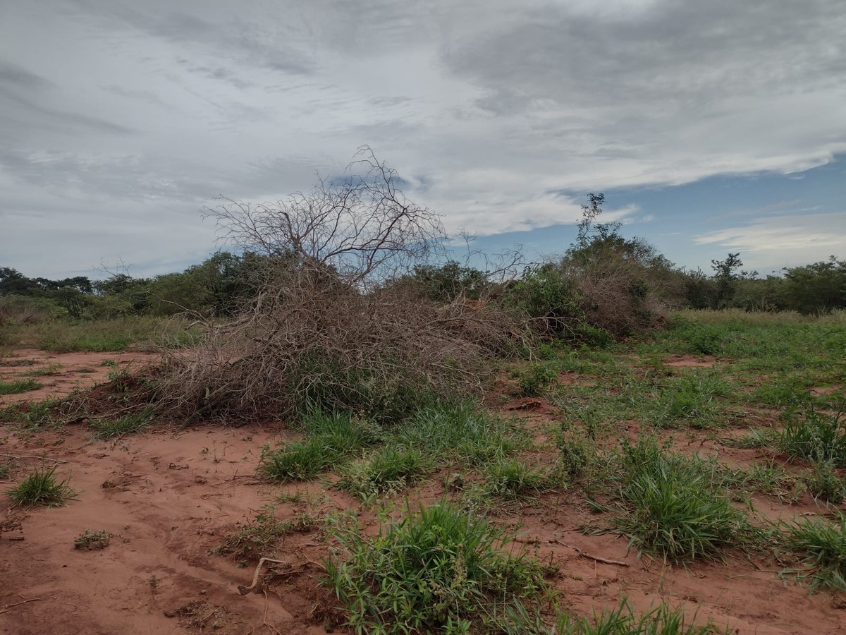 Assentados são multados em mais de R$ 74 mil pelo corte de 248 árvores em Mirante do Paranapanema