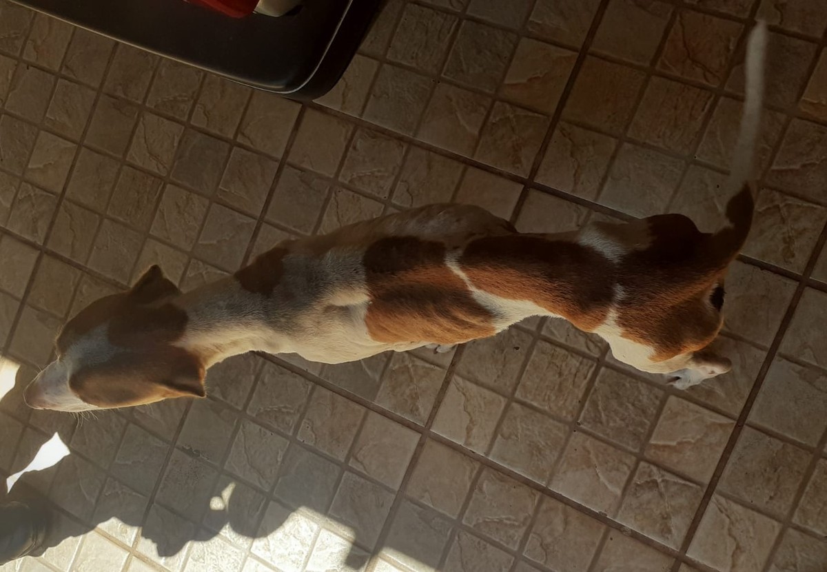 Polícia Ambiental encontra cachorro em situação de maus-tratos e autua jovem em R$ 3 mil, em Teodoro Sampaio