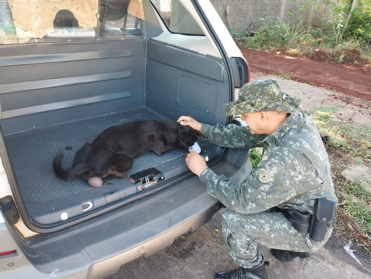 Homem é multado em R$ 3 mil por não procurar tratamento veterinário para cadela com tumor, em Rosana