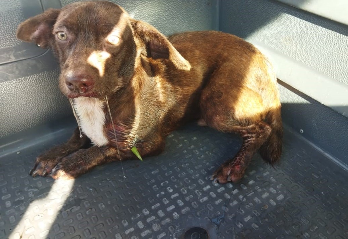 Idoso é autuado em R$ 3 mil e preso em flagrante por maus-tratos a um cachorro em Presidente Epitácio