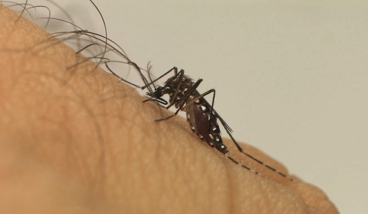 Presidente Prudente registra mais quatro mortes por dengue e total de óbitos causados pela doença neste ano sobe para 18