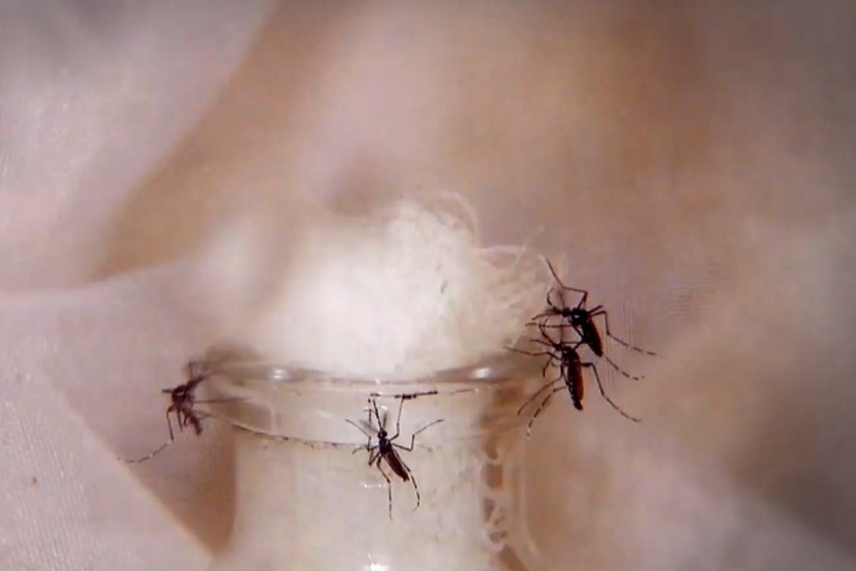Rancharia confirma mais três mortes causadas pela dengue; todas as vítimas são mulheres