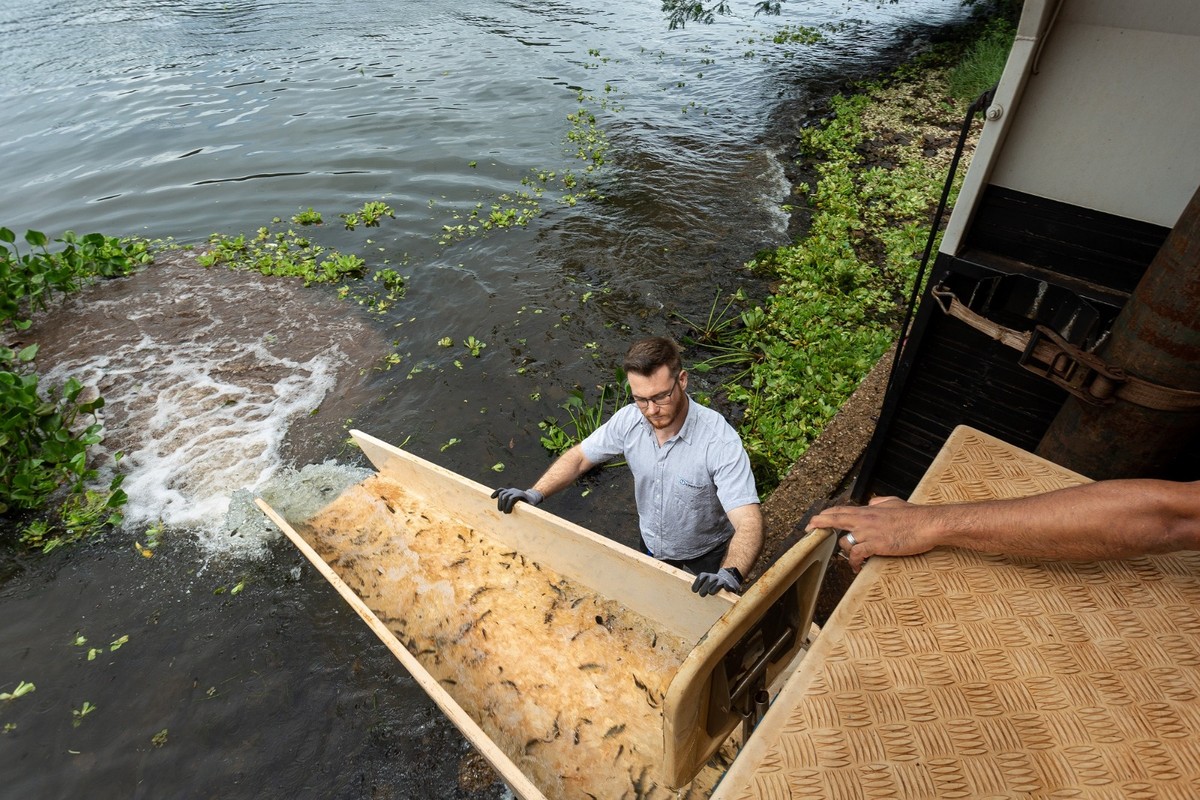 Empresa realiza soltura de 450 mil peixes no Rio Paranapanema
