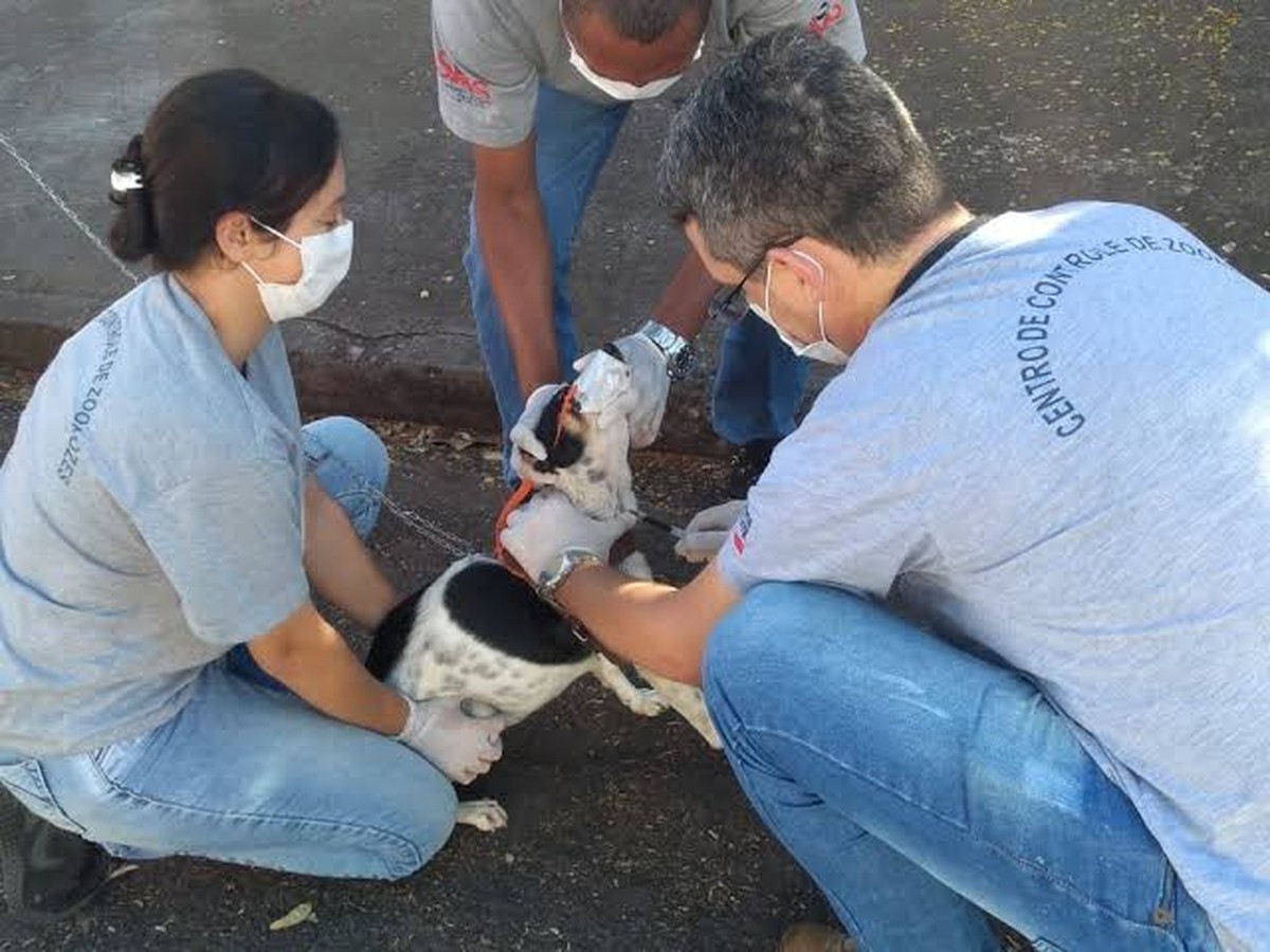 Centro de Controle de Zoonoses realiza chipagem e coleta de sangue em animais no Jardim Novo Prudentino