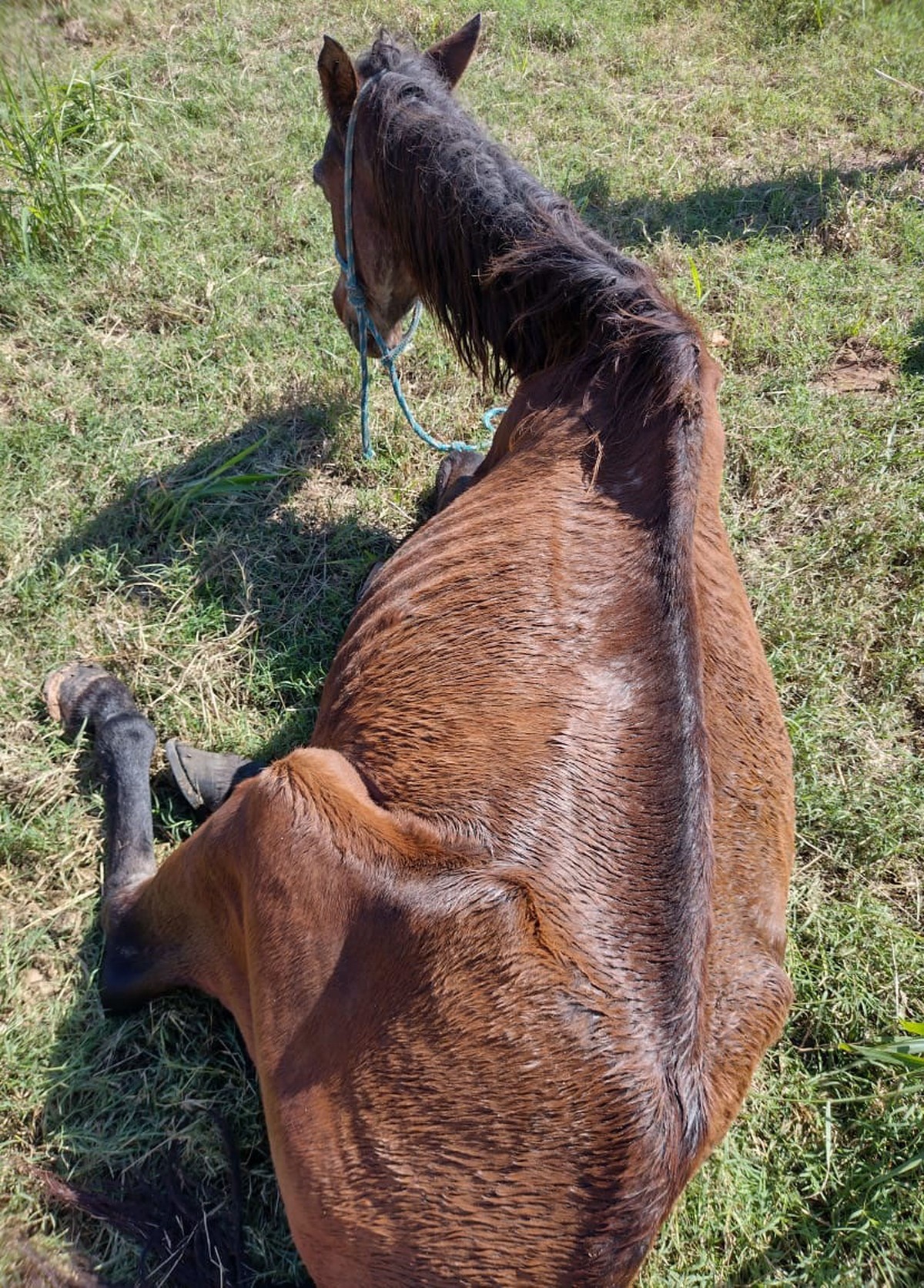 Idoso leva multa de R$ 3 mil e ainda responderá por crime de maus-tratos a cavalo em Dracena